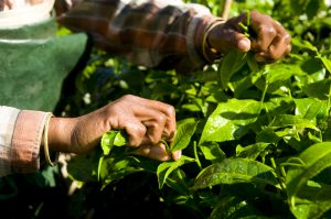 Instalaron una estación meteorológica para yerba mate