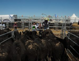 10/03 – EL REMATE ECOGRAFIADO LLEGÓ A EXPOAGRO