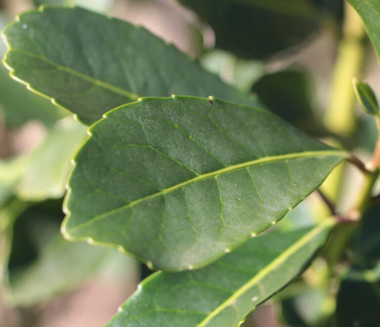 La yerba mate superó los 131 millones de kilos comercializados entre enero y mayo