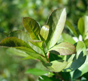 Productores de yerba mate pueden hasta el 31 de octubre para regularizar su situación registral