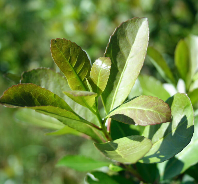 Productores de yerba mate tienen hasta el 31 de octubre para regularizar su situación registral