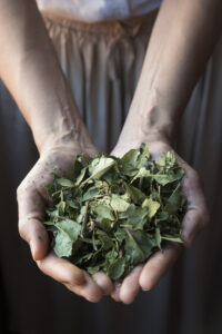 La ciencia impulsa el consumo de yerba mate y abre nuevos mercados