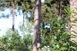 Hay casi 30 mil hectáreas de cobertura arbórea en yerba mate en Misiones y norte de Corrientes