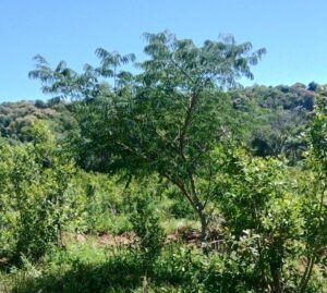 Yerbales más verdes: Los árboles nativos prosperan y fortalecen la resiliencia climática